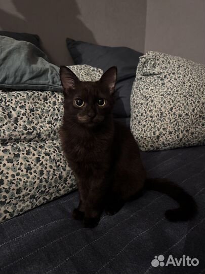 Отдаем котят в добрые руки