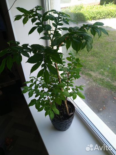 Бамбуковая пальма