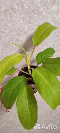 Филодендрон малай голд