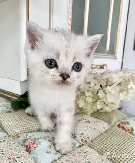 Шотландские котята
