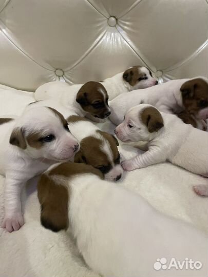 Джек рассел терьер