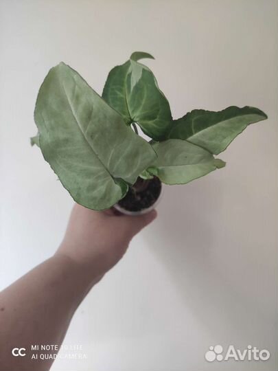 Сингониумы