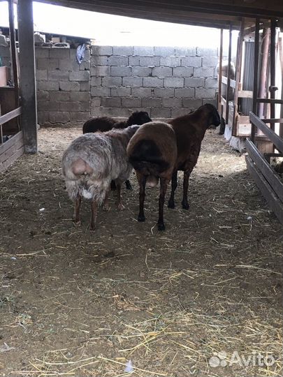 Баран Арашан