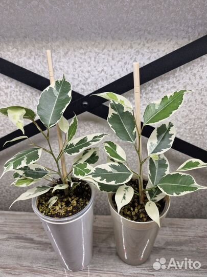 Фикус бенджамина твилайт