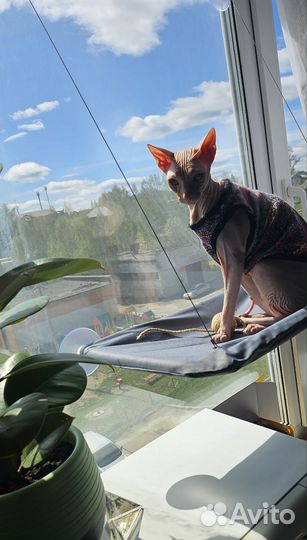 Донской сфинкс вязка