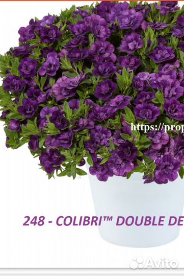 Вегетативные черенки и не только