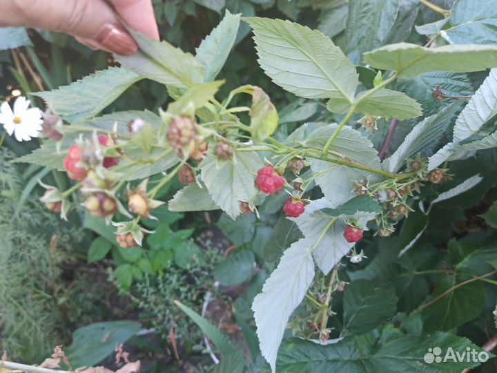 Саженцы ремонтантной малины