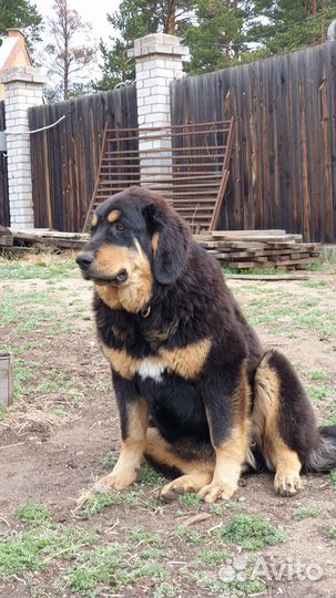 Щенок бурят-монгольского волкодава (Хотошо)