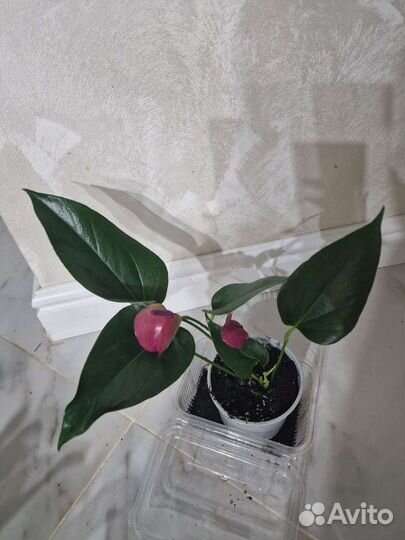 Антуриум Сирано,Рэйнбоу Чемпион, Саммер Лав