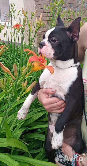 Щенки бостон терьер мальчики