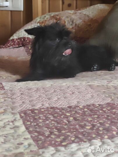 Мальчик Аффенпинчер