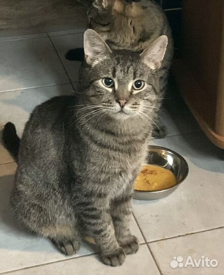 Метис британца