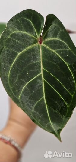 Антуриум Hoffmannii red sinus indo type