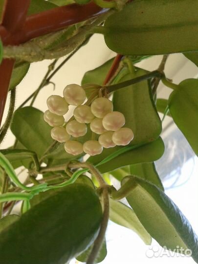 Хойя Бурма, укорененные черенки