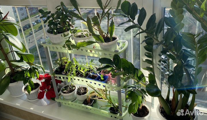 Домашние растения, цветы