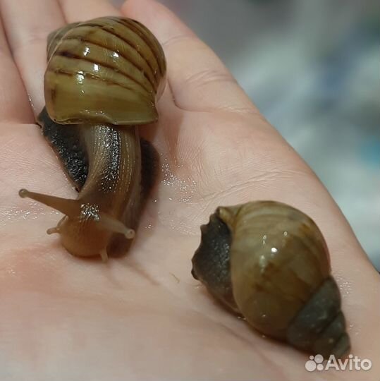 Улитки ахатины идеальный питомец
