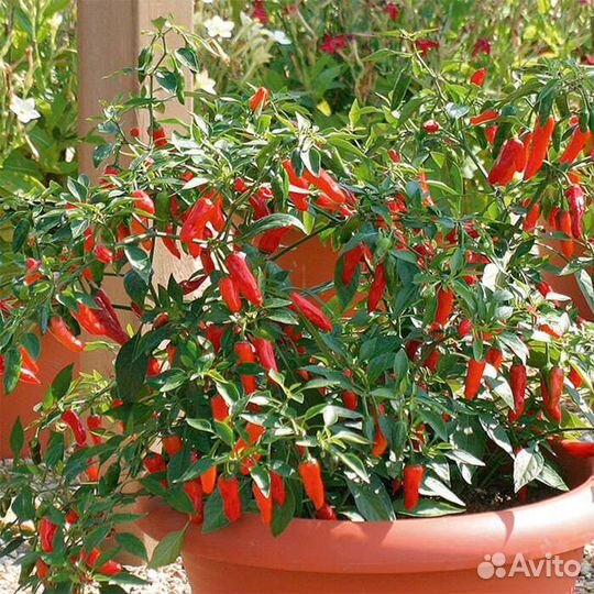 Рассада острого перца