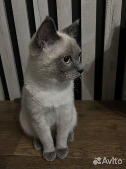 Кот в добрые руки