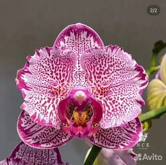 Сортовые орхидеи