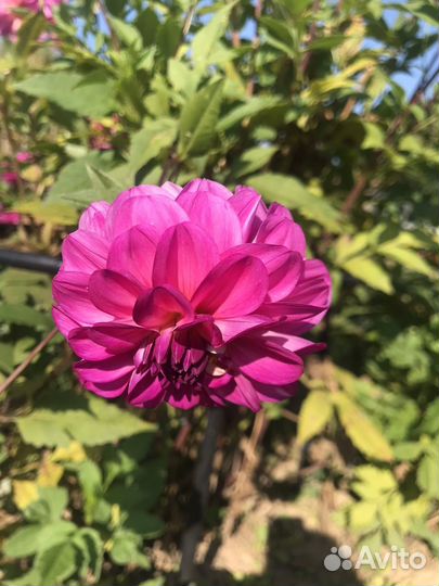 Георгины (клубни)