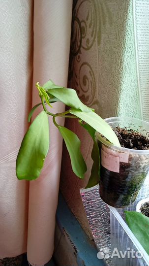 Излишки цветы