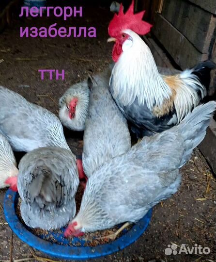 Инкубационное яйцо