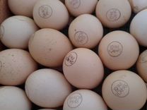 Инкубационое яйцо на 21.04.24 Кобб 500