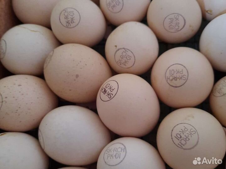 Инкубационое яйцо Кобб 500 есть в наличии