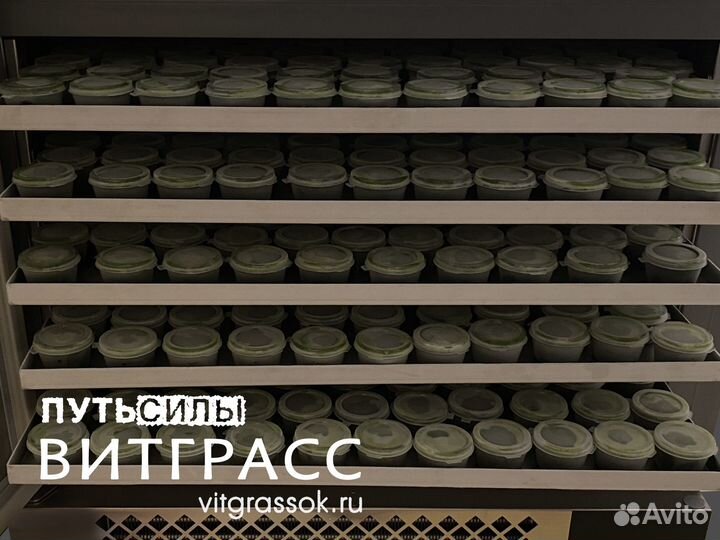 Витграсс - сок из ростков Пшеницы