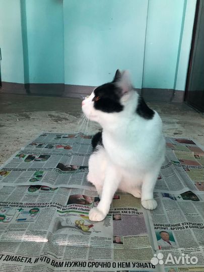 Кот в добрые руки