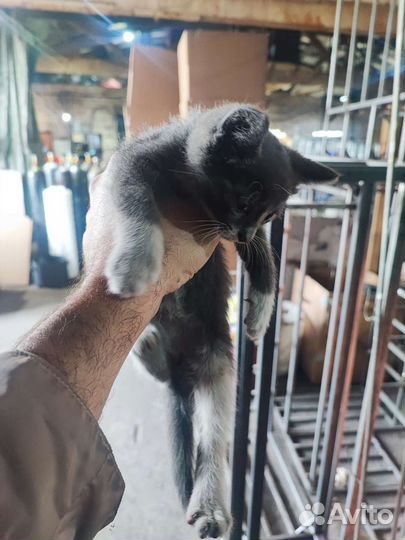 Котята без оплаты