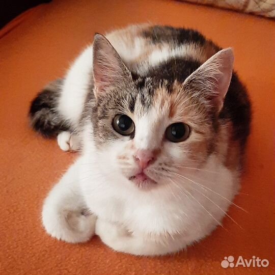 Трехцветная кошка Лиза 1,5 г. в добрые руки