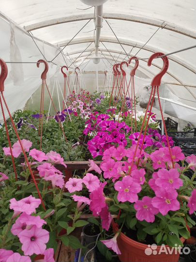 Продам кашпо с ампельной петунией и калебрахоа