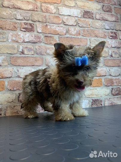 Цветной йорк мерле шоко биро бивер