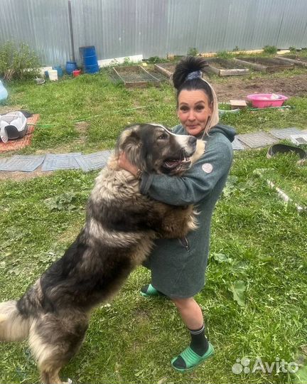 Собака в добрые руки