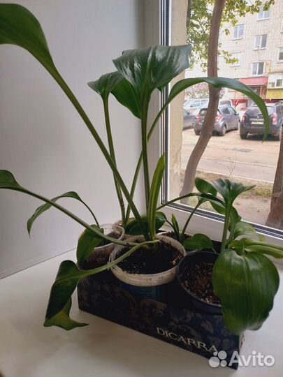 Эухарис амазонская лилия