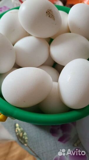 Домашние куриные яйца
