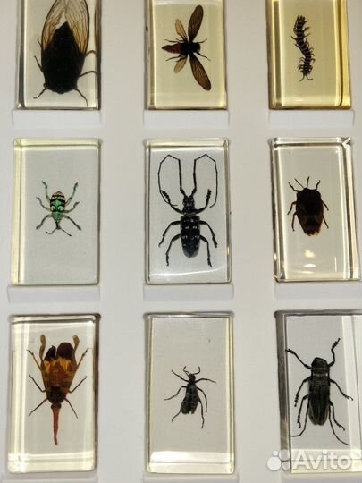 Настоящие насекомые в смоле для коллекций