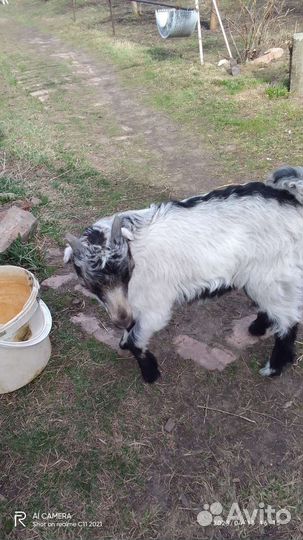 Козлята ламанчата