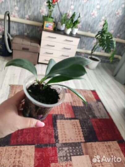 Комнатные цветы