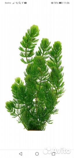 Гуппи, Креветки, корм для рыб и черепах, декор