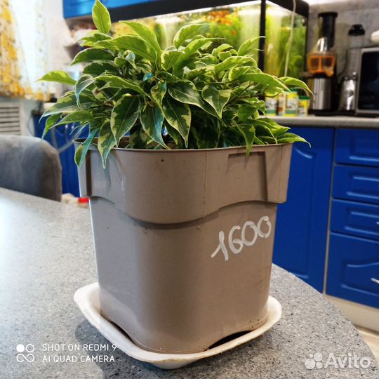 Фикус Бенджамина вариегатный