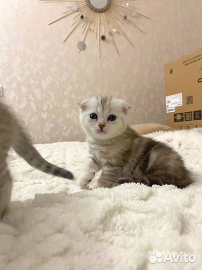 Шотландские котята