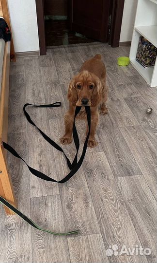 Выгул собак, передержка, зооняня