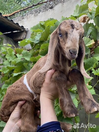 Коза и козлята англо-нубийские/шами