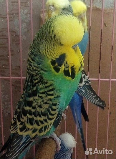 Попугаи амадины горлицы