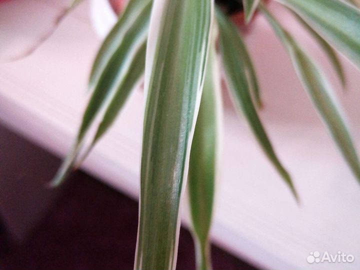 Хлорофитум Океан