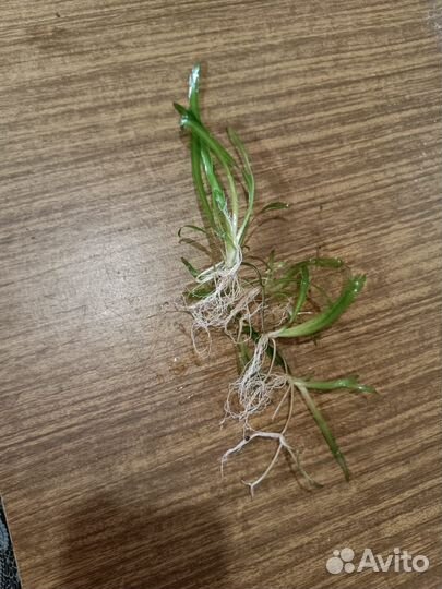 Аквариумные растения и рыбки