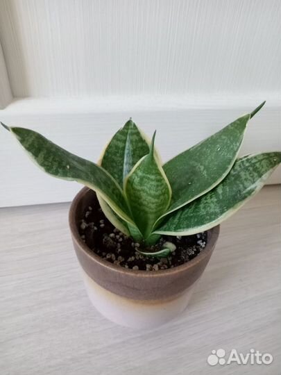 Сансевиерия ханни голд