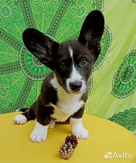 Вельш корги кардиган щенок мальчик